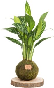 Aglaonema recibidor
